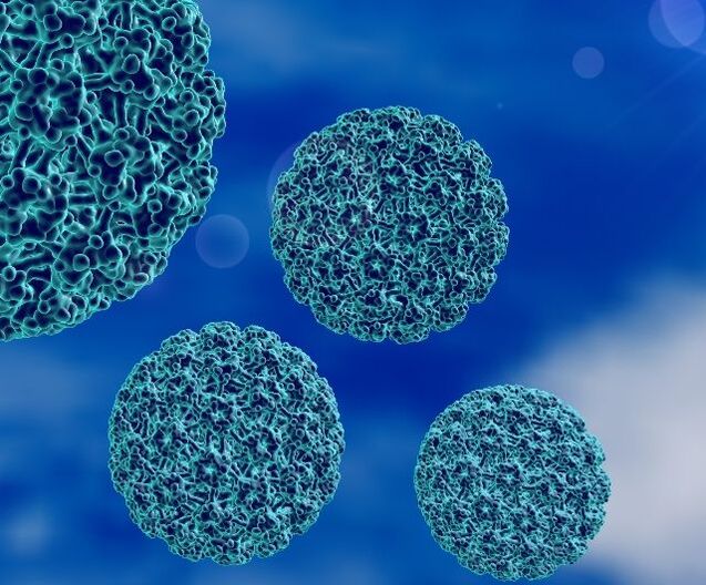 A sarokszemölcsöket okozó HPV 3D-s modellje